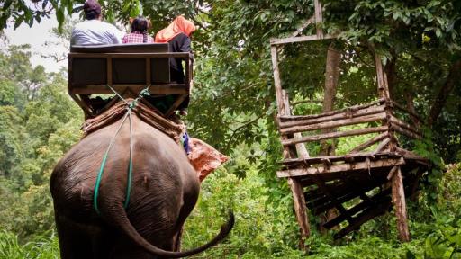 Elephant Trekking Tour