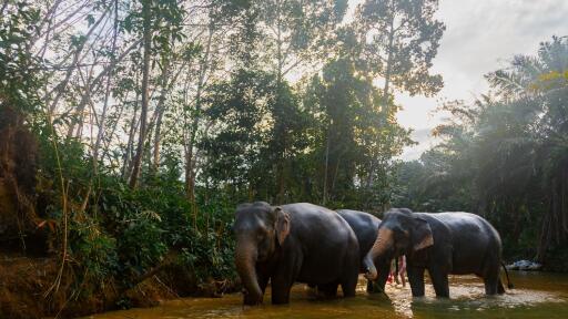 2-Hour Eco Guide Walking Tour in Khaolak Elephant Sanctuary