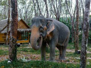 2-Hour Eco Guide Walking Tour in Khaolak Elephant Sanctuary