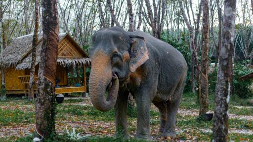 2-Hour Eco Guide Walking Tour in Khaolak Elephant Sanctuary