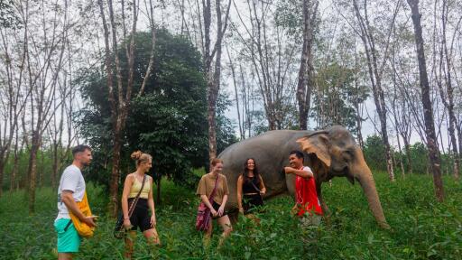 2-Hour Eco Guide Walking Tour in Khaolak Elephant Sanctuary