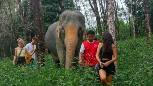 2-Hour Eco Guide Walking Tour in Khaolak Elephant Sanctuary