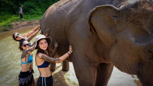 Elephant Sanctuary Chiang Mai 5