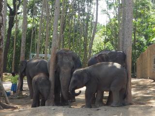 Elephant Jungle Sanctuary