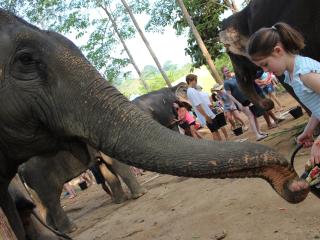 Elephant Jungle Sanctuary