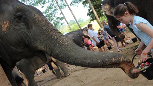 Elephant Jungle Sanctuary