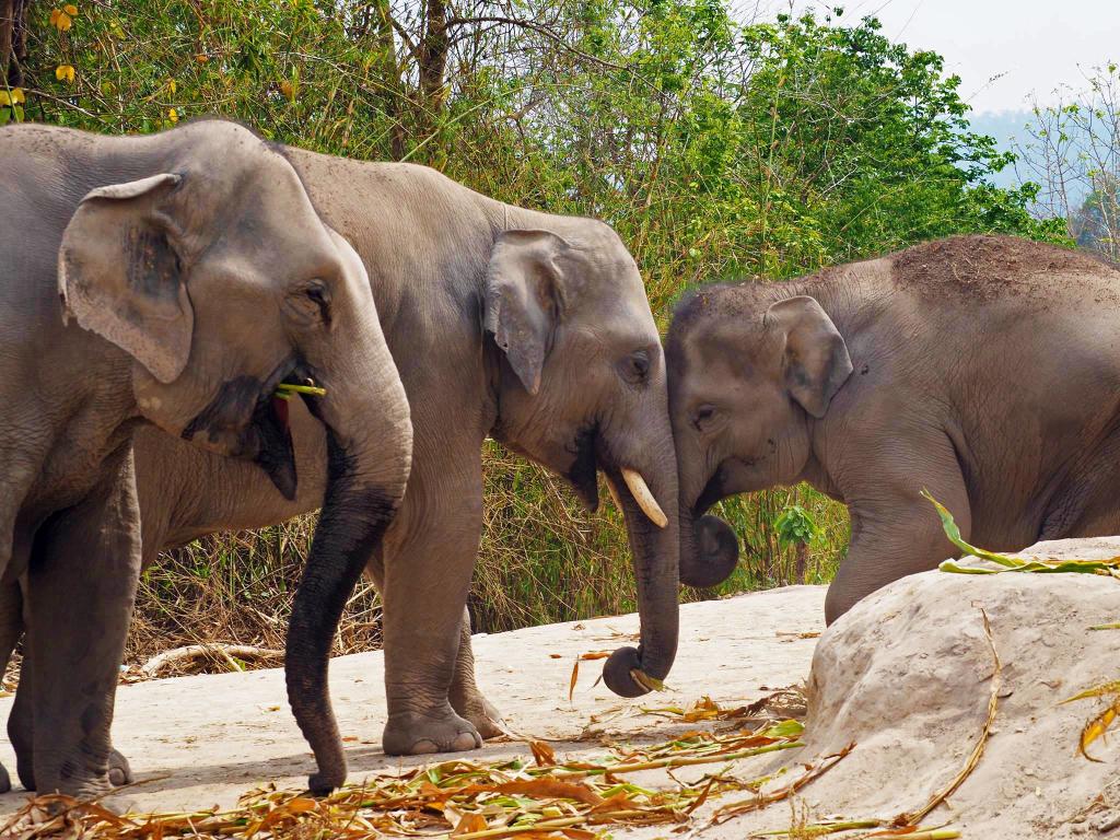 Elephant Jungle Sanctuary Tour Elephant Jungle Sanctuary Tour