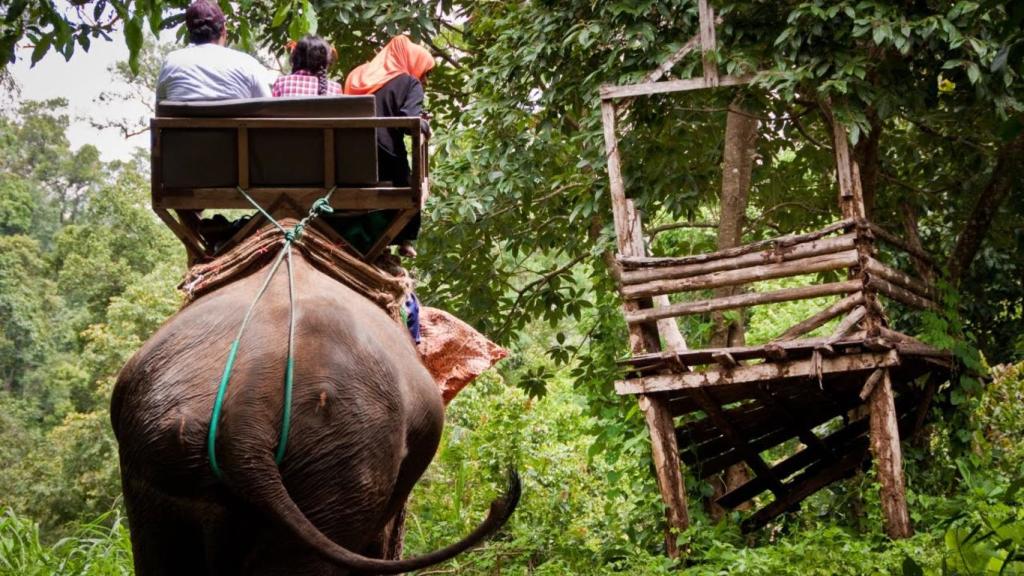 Elephant Trekking - SM1