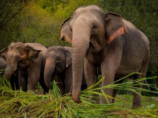Elephant Sanctuary Chiang Mai 1