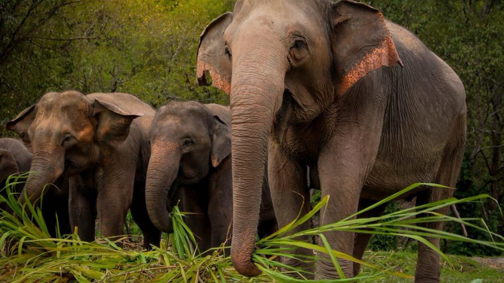 Elephant Sanctuary Chiang Mai 1