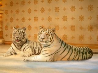 Phuket FantaSea - Jungle Tiger Adventure