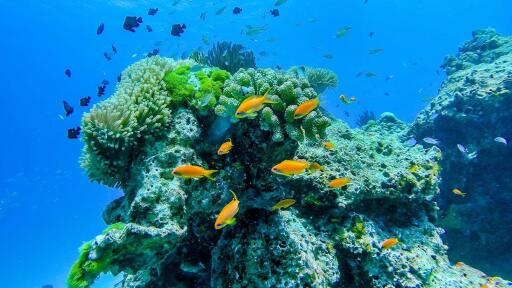 Similan Island Snorkeling Adventure Full Day Tour by Wow Andaman