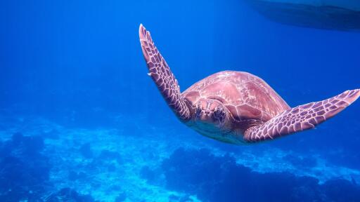 Similan Island Snorkeling Adventure Full Day Tour by Wow Andaman