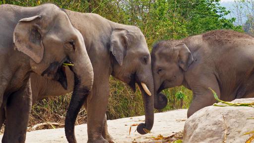 Elephant Jungle Sanctuary Tour