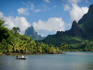 Tahiti Rainforest
