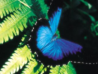 Ulysses Butterfly