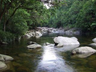 Daintree