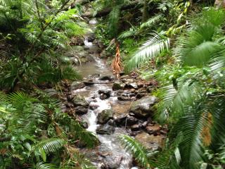 Daintree