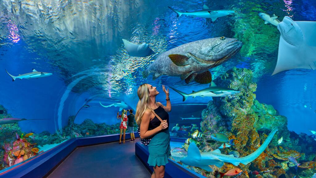 Cairns Aquarium Tunnel