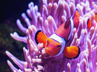 Clown Fish