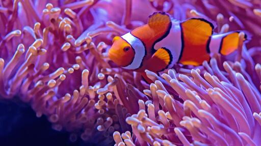 Clown Fish