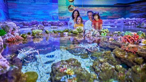 Coral Atoll