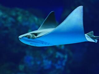 Cownose Ray