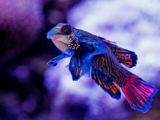 Mandarin Fish - Reef Builders