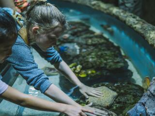 Marine Touch Tank