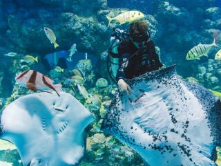 Ray Feeding