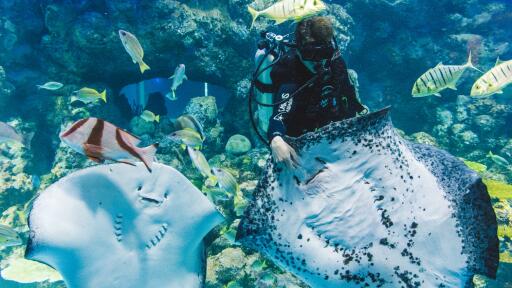 Ray Feeding