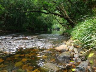 Daintree Rainforest Safari