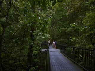 Mossman Gorge