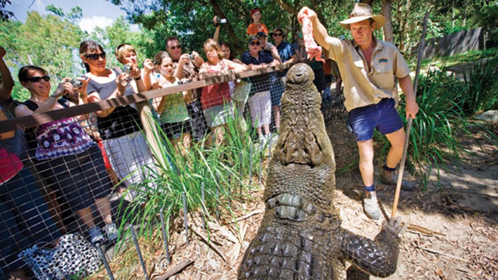 Crocodile Show