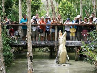 Crocodile Show