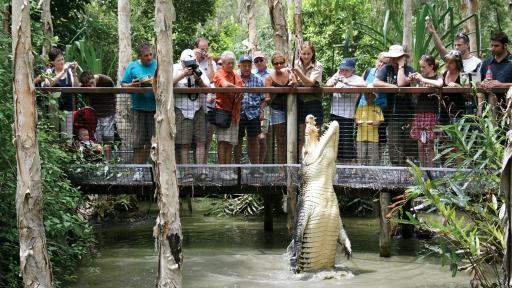 Crocodile Show
