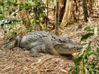 Hartleys Crocodile Adventures