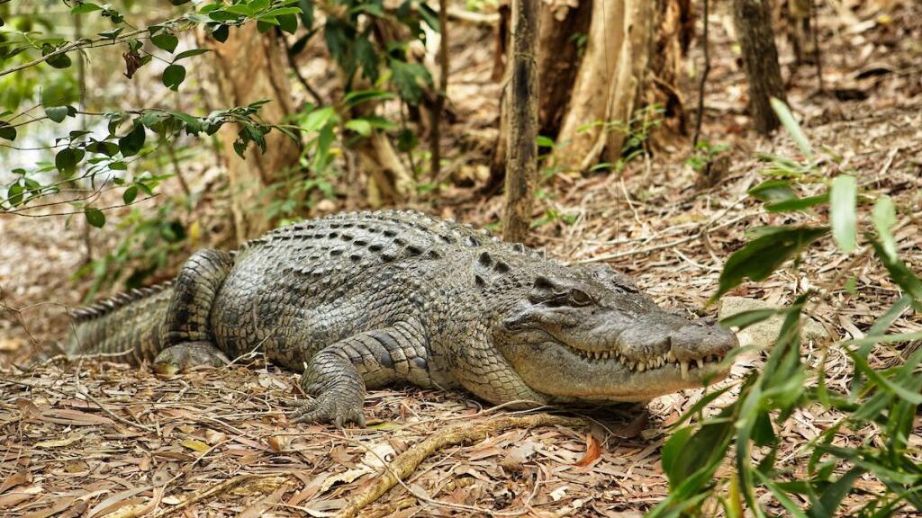 Hartleys Crocodile Adventures