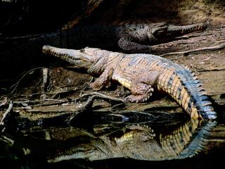 Hartleys Crocodile Adventures
