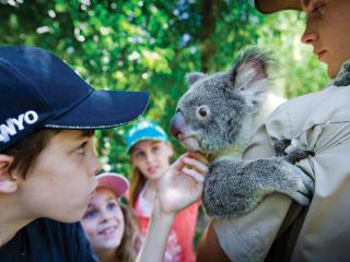 Koala