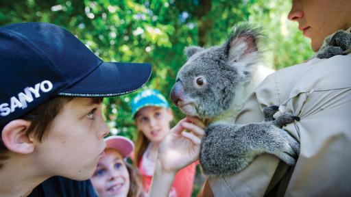 Koala