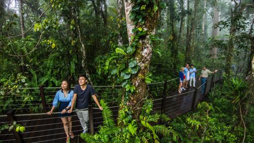 Red Peak Rainforest Walk