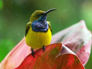 Daintree Cape Tribulation Tour