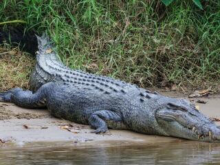 Daintree Cape Tribulation Tour