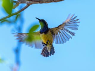 Daintree Cape Tribulation Tour