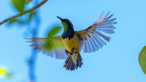 Daintree Cape Tribulation Tour