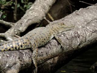 Daintree Cape Tribulation Tour