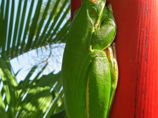 Daintree Cape Tribulation Tour