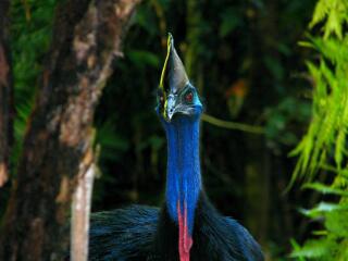 Daintree Cape Tribulation Tour