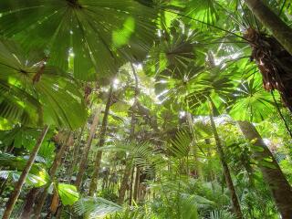 Daintree Cape Tribulation Tour